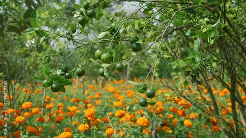 Orange garden with ripe oranges on tree branches. Beautiful orange trees in an orchard. Fruit trees laden with ripe
