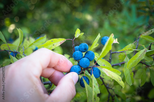 Hand picking ripe sloes from blackthorn bush, closeup of wild blue fruits used for sloe gin, jams and traditional herbal remedies.