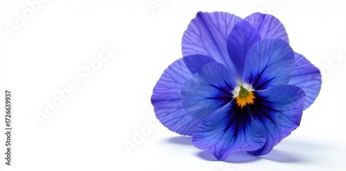 Single blue pansy flower, vibrant petals, isolated on pure white background , macro, white background, viola
