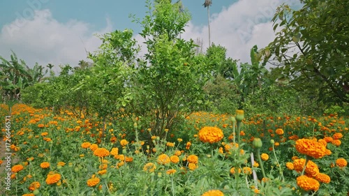 Orange garden with ripe oranges on tree branches. Beautiful orange trees in an orchard. Fruit trees laden with ripe