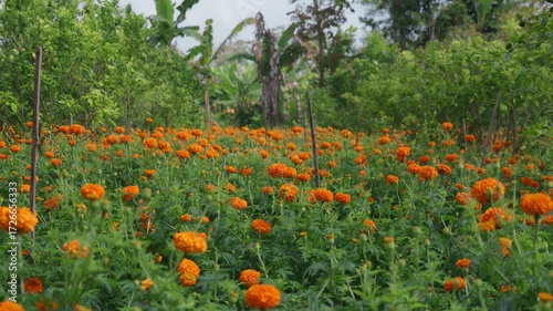 Field of growing bright orange blooming flowers. Tagetes erecta or marigold plantation.