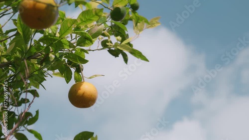 Orange garden with ripe oranges on tree branches. Beautiful orange trees in an orchard. Fruit trees laden with ripe fruits.