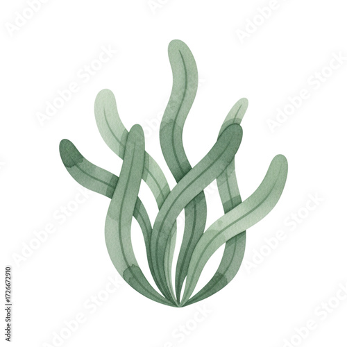 Seaweed (Dark Green)