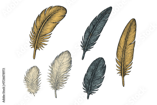 Assortment of natural bird feathers in vintage engraved style, decorative plumage elements for various design projects and artistic creations with intricate details