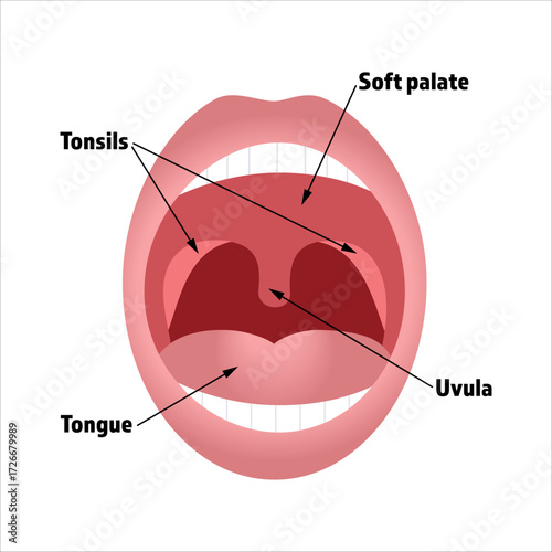 Tonsils anatomical illustration, view through open mouth.