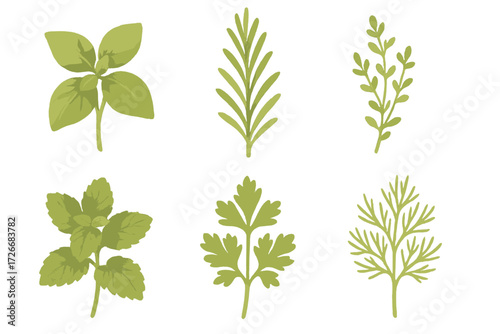 Assortment of fresh green culinary herbs including basil rosemary mint parsley and dill isolated on white background