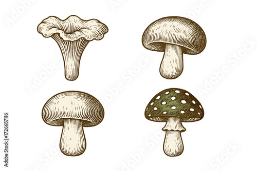Variety of wild forest mushrooms and fungi in classic hand drawn etching style for botanical design elements