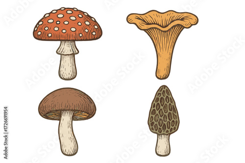 Collection of various wild forest mushrooms including fly agaric, chanterelle, porcini, and morel fungi