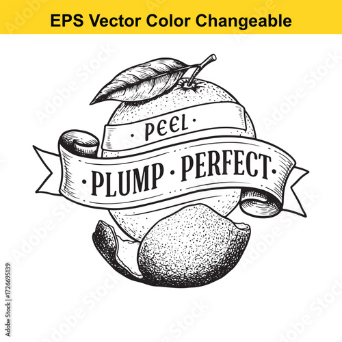 Vector art of vintage handdrawn orange with banner saying peel plump perfect