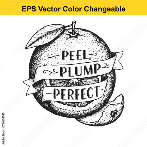 Vector art of hand drawn orange with text peel plump perfect