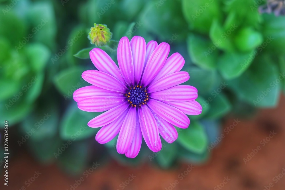 Obraz premium Close-up photo of vibrant purple aster flowers with yellow centers, highlighted against a soft green blurred background in natural light