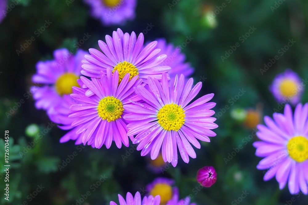 Obraz premium Vibrant Purple Asters A Close-Up Look at Blooming Flowers