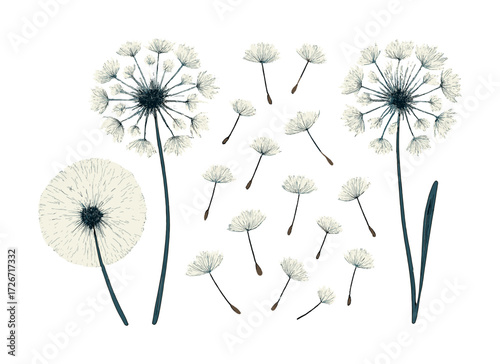 Dandelion seed heads with flying seeds on white background