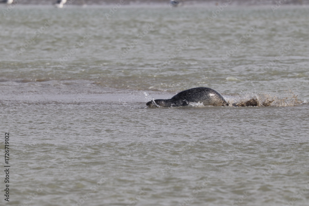 Fototapeta premium Phoques gris (Halichoerus grypus) : Grand mammifère marin qui se distingue par son apparence robuste et son museau allongé. C'est l'une des espèces de phoques que l'on peut observer à Berck-sur-Mer