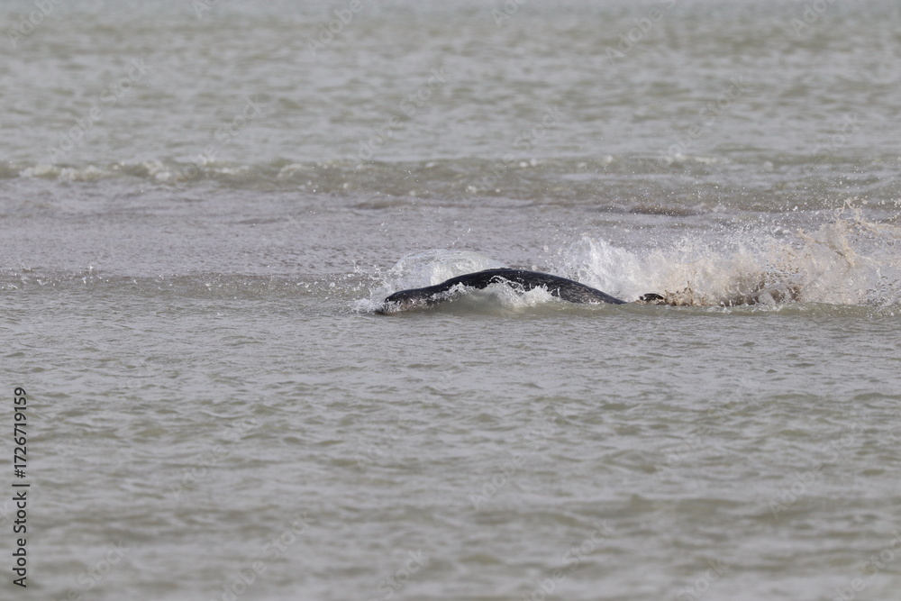 Obraz premium Phoques gris (Halichoerus grypus) : Grand mammifère marin qui se distingue par son apparence robuste et son museau allongé. C'est l'une des espèces de phoques que l'on peut observer à Berck-sur-Mer
