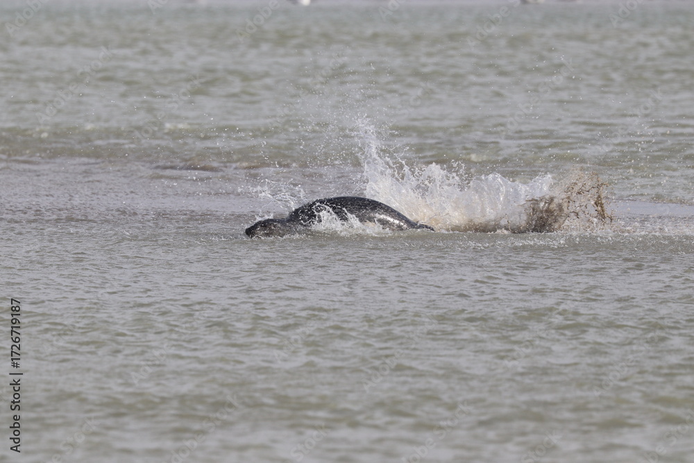 Fototapeta premium Phoques gris (Halichoerus grypus) : Grand mammifère marin qui se distingue par son apparence robuste et son museau allongé. C'est l'une des espèces de phoques que l'on peut observer à Berck-sur-Mer