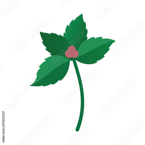 dead nettle on white background 