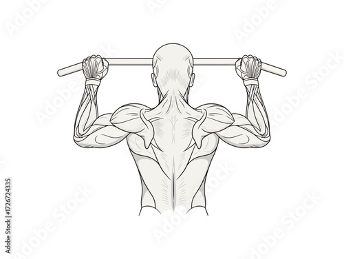 Muscular back and arms of a person performing a pull up, showcasing detailed anatomical muscle definition for fitness and health content.