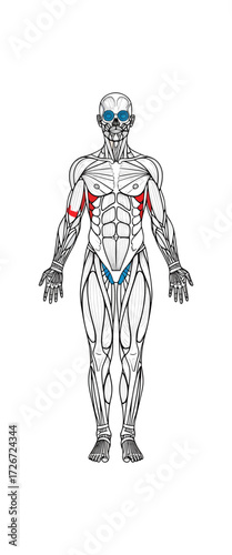 Detailed anatomical illustration showcasing human muscular system with specific muscle groups highlighted in vibrant red and blue for educational and fitness purposes