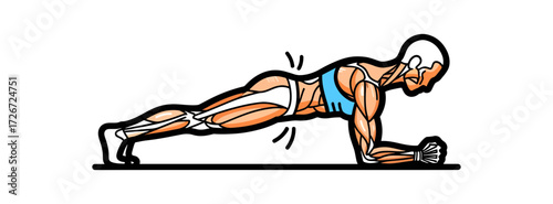 Dynamic anatomical illustration of a person performing a plank exercise, showcasing muscle engagement and core strength for fitness and health content.
