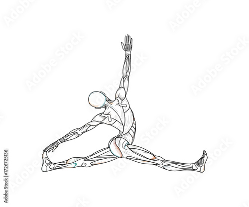 Detailed anatomical illustration of a human figure in a dynamic yoga pose, showcasing muscle structure and flexibility for fitness and medical education resources