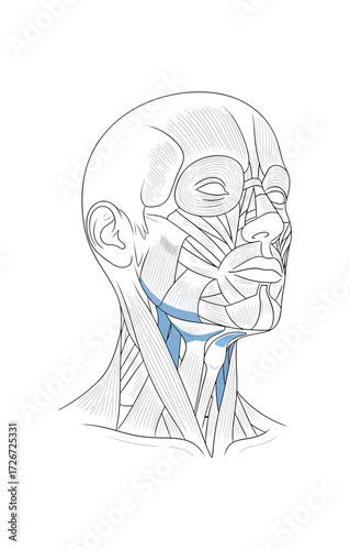 Detailed anatomical illustration of human head muscles for medical education, showcasing intricate facial musculature and neck muscle structure in a clinical context