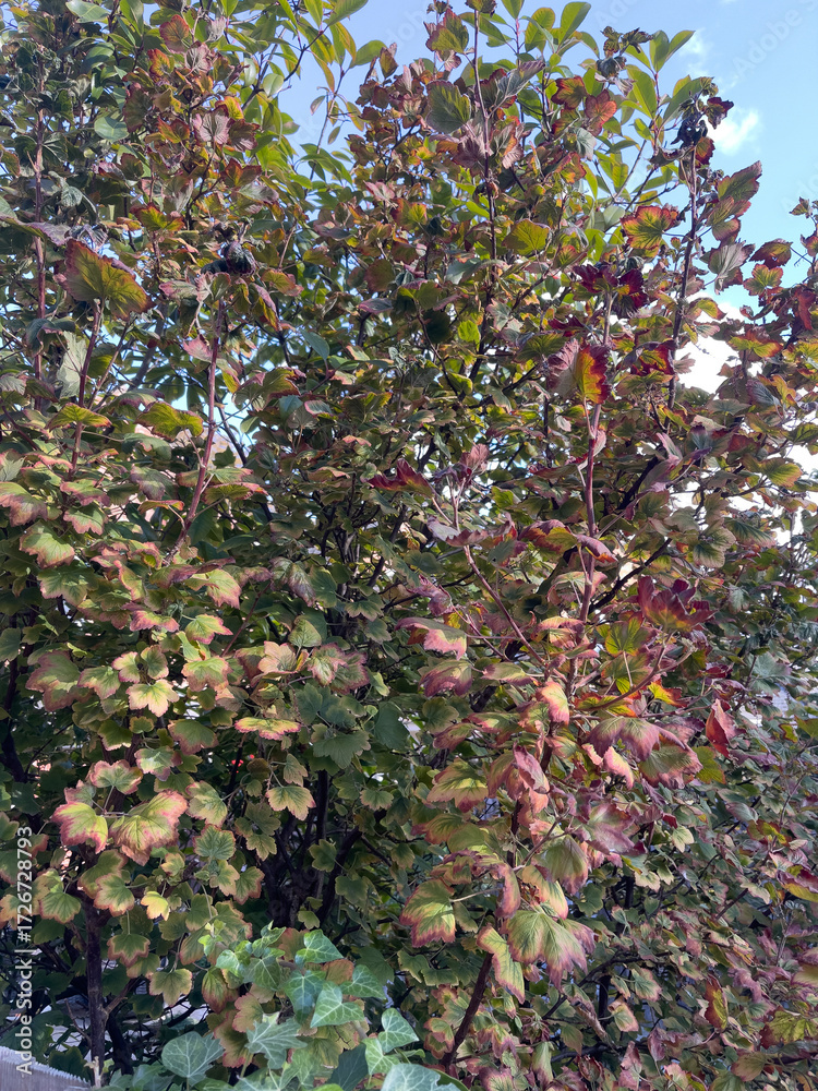 Fototapeta premium Dense shrub or small tree whose leaves are actively transitioning into autumn colours