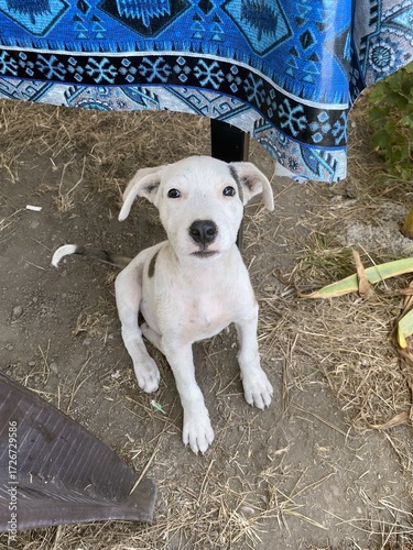 A yard dog puppy near the table asks for food