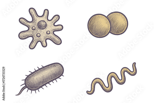 Diverse microscopic organisms including various bacteria and protozoa, presented with scientific detail and an intricate aesthetic