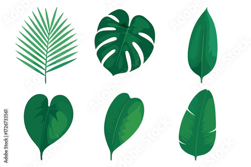 Collection of various green tropical leaves including palm, monstera, and other exotic foliage on a clean white background