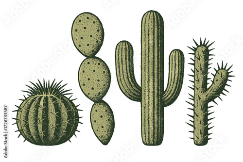 Diverse collection of desert cactus plants featuring unique shapes and intricate textures isolated on a clean white background
