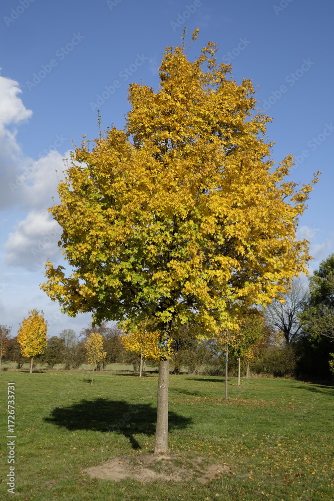 Naklejka premium Acer campestre – Feldahorn