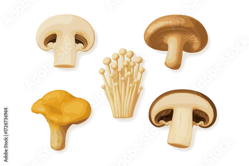 Various types of gourmet mushrooms for cooking and culinary use on a white background with natural shadows and highlights
