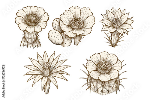 Detailed botanical collection of blooming desert cactus flowers and prickly pear plants in vintage engraving style