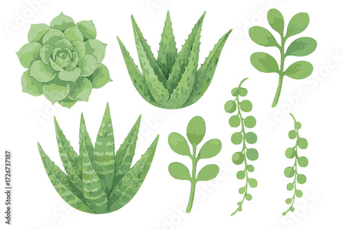 Diverse botanical collection of green succulent plants including aloe vera, echeveria, and string of pearls on white background