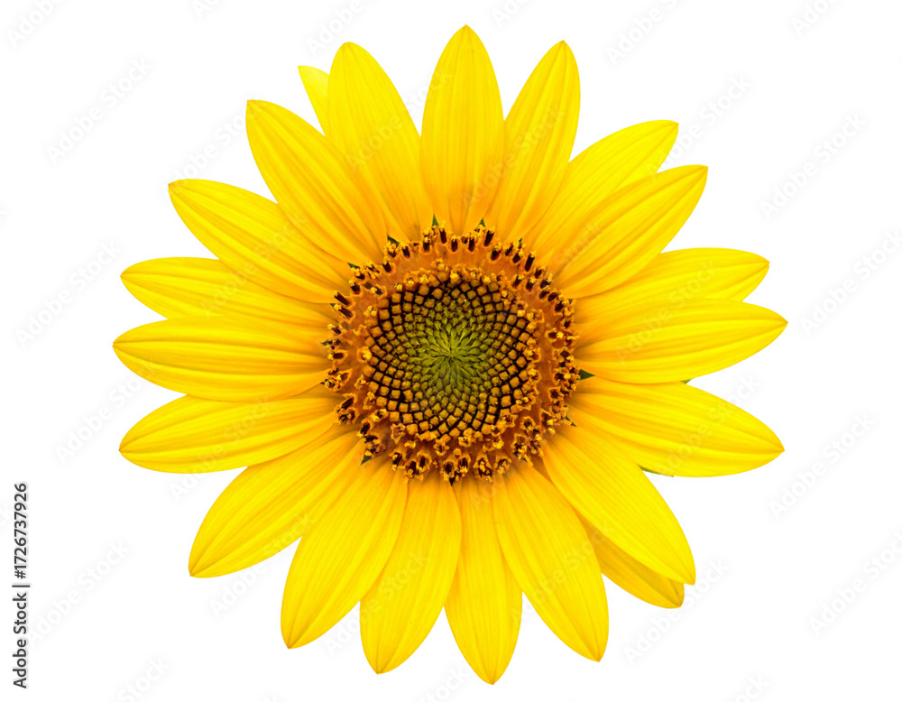 Fototapeta premium Bright Sunflower Bloom PNG
