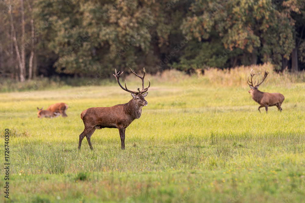 Obraz premium Rotwildbrunft im Darßer Wald