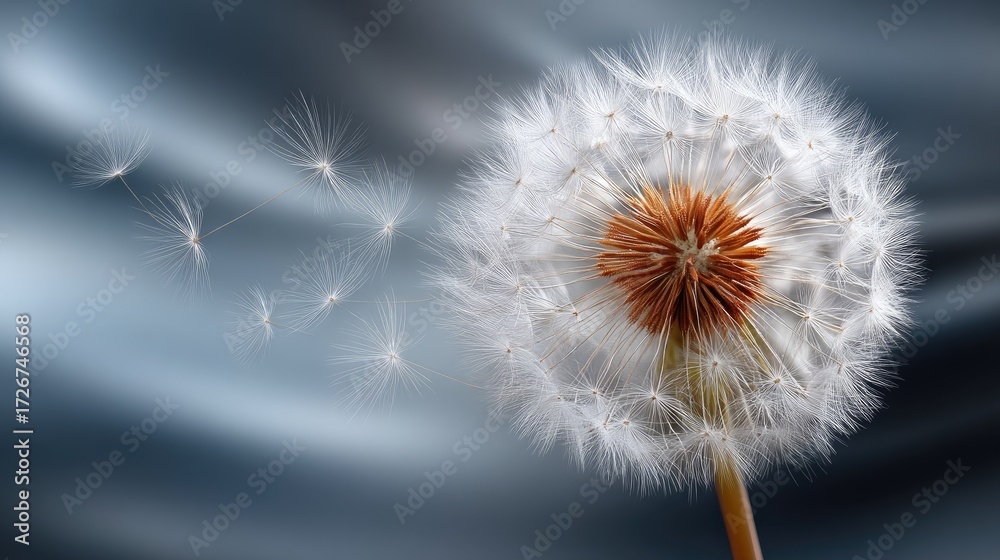 Fototapeta premium Dandelion seeds float softly on a gentle breeze, creating a calming and peaceful atmosphere filled with natural beauty