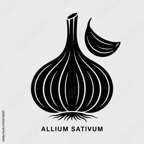 onion vector illustration