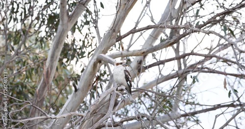 An iconic Australian kookaburra bird perched on a eucalyptus tree branch.