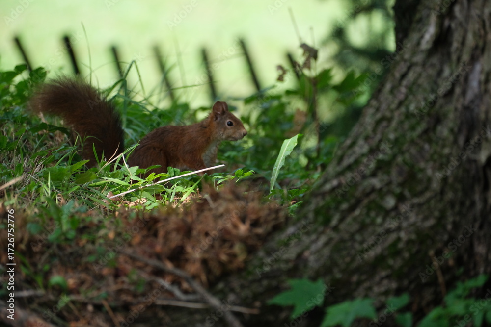 Fototapeta premium Eichhörnchen
