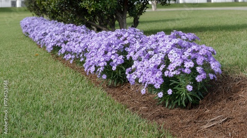 Purple asters blooming in landscaped garden