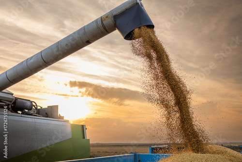 Combine harvester loading tractor trailers with grain soybean