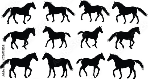 Horse silhouettes, walking trotting poses, animal motion, equestrian gait, standing horse, black vector, illustration set, biomechanics