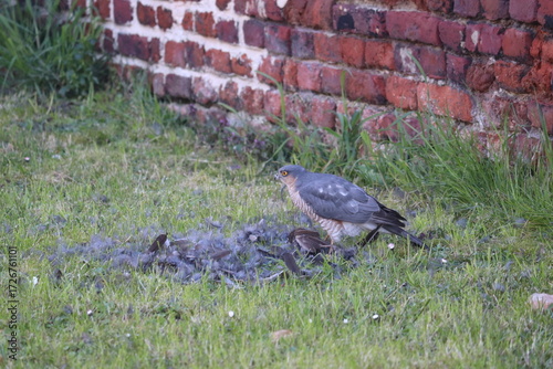Scène de chasse dans la nature d'un Épervier d'Europe (Accipiter nisus). Petit rapace très agile, particulièrement adapté à la chasse dans les milieux boisés.