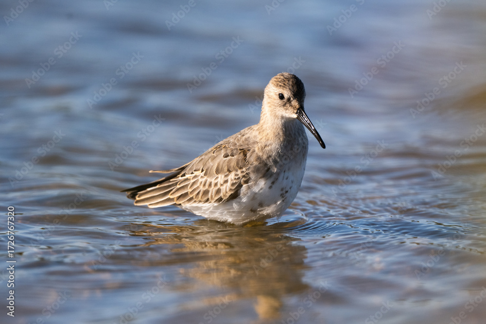 Fototapeta premium Dunlin Wading In A Shallow Lake In The Wild