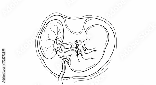Fetus development as shown in medical illustration in monochrome, depicting uterus and fetus development at different stage. Early fetus development illustration shows pregnancy progress.