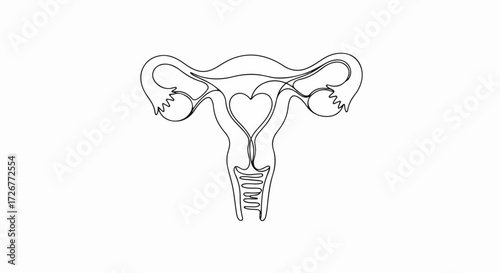 Continuous line drawing of uterus. Reproductive health concept featuring female uterus anatomy in continuous line style. Creative artistic illustration of uterus,