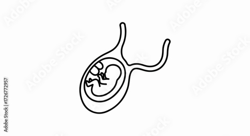 Human fetus inside uterus illustration on clean background. Depiction human fetus in the womb showcases prenatal development. Use this human fetus drawing to represent conception and pregnancy,