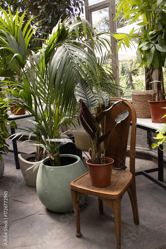 Potted calathea on wooden chair with tall palm leaves in ceramic pots, greenhouse interior, natural daylight, ideal for banner, ecommerce, print and social content.